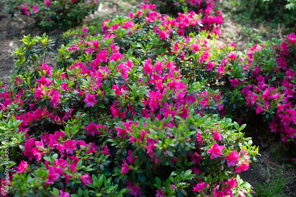 Pink Rhododendron Anne Frank blooming in a garden