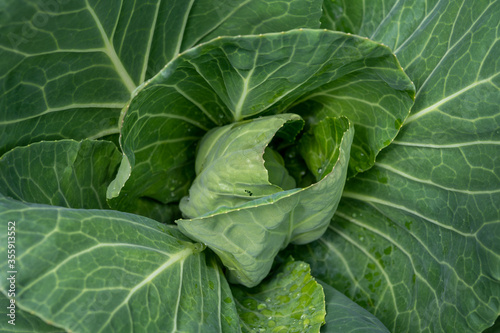 Sweetheart cabbage plant growing in garden