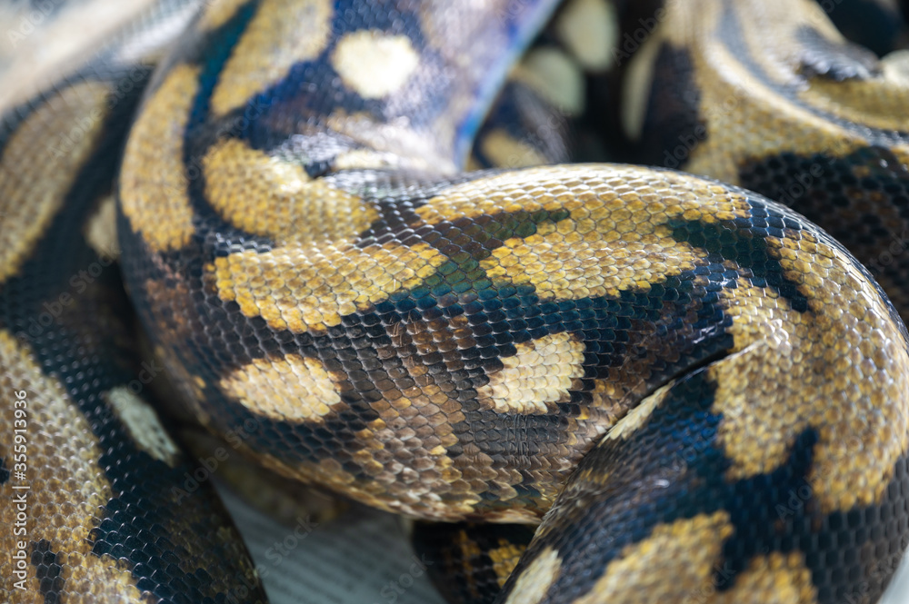 Obraz premium The species of pythons that have been developed, the species are animals that are raised for the economy. Exotic pets from Asia