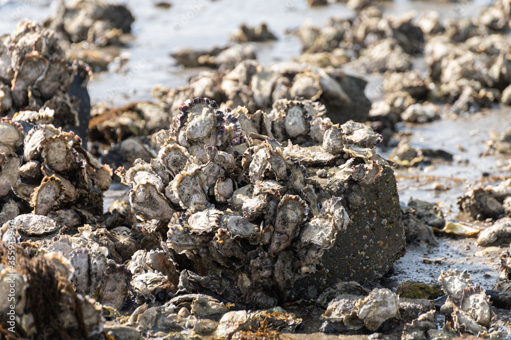 Harvesting of wild oysters shellfish on sea shore during low tide in Zeeland, Netherlands