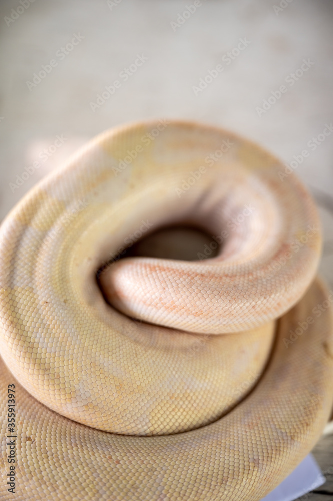 Fototapeta premium The species of pythons that have been developed, the species are animals that are raised for the economy. Exotic pets from Asia