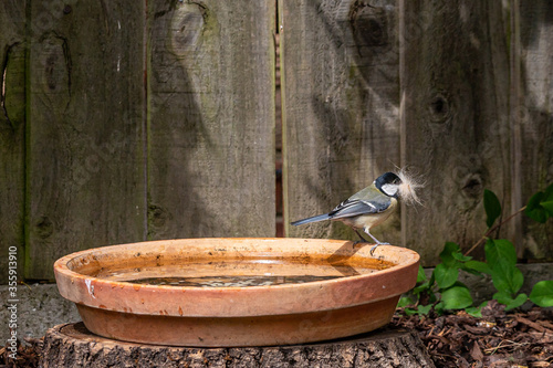 Great tit bird, Parus major, perched on the edge of a bird bath with a beak full of nest building cat fur © Anders93