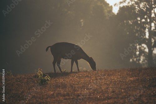 Nature in the morning tropi...