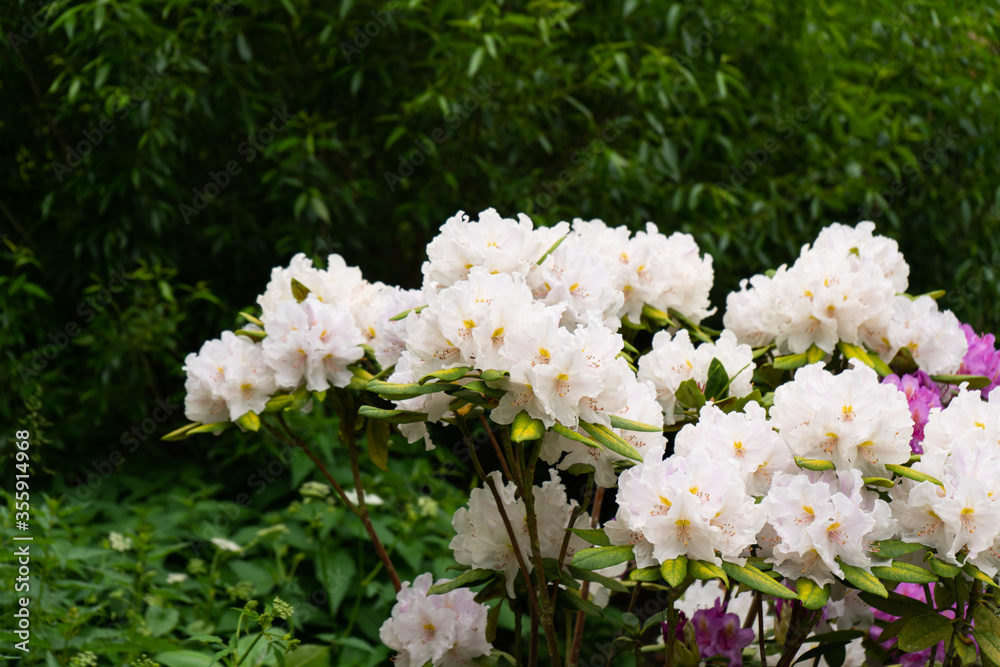 white flowers in the garden white flowers in the garden
