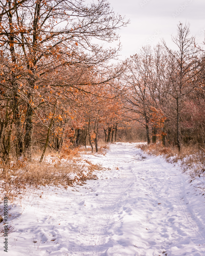 Fototapeta premium Snowy forest hiking trails on Mecsek near Pecs, Hungary