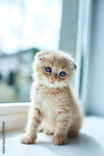British little playful kitten at home near the window