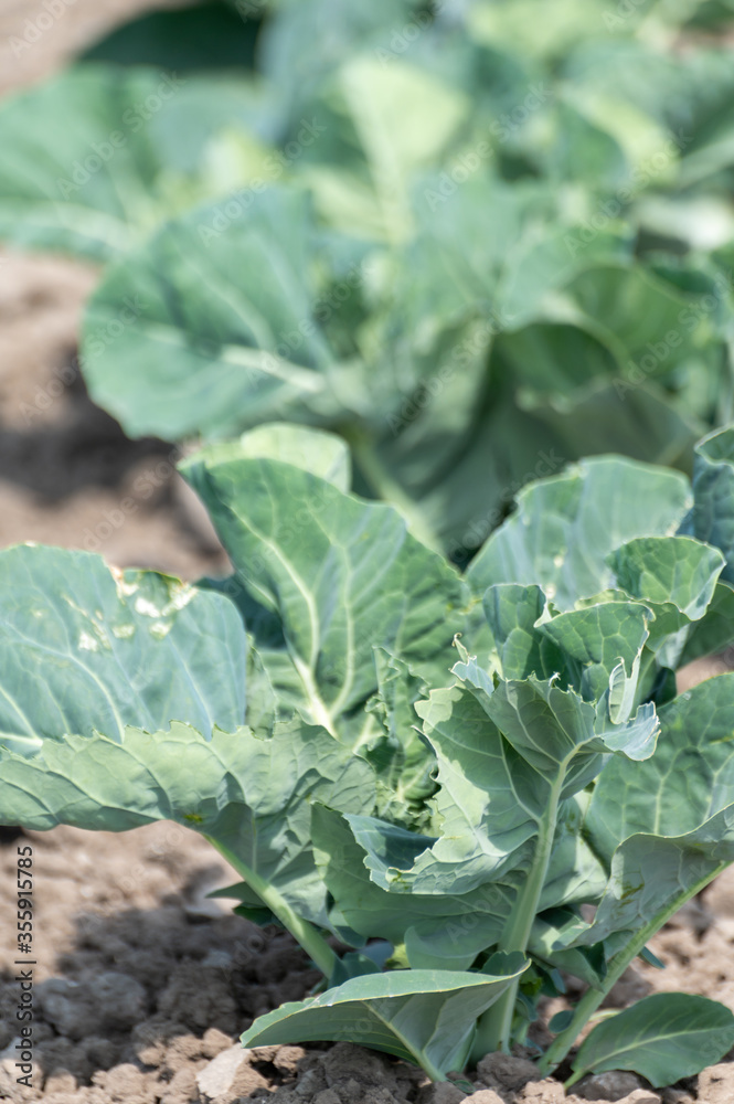 Naklejka premium Farm field with growing green broccoli cabbage plants