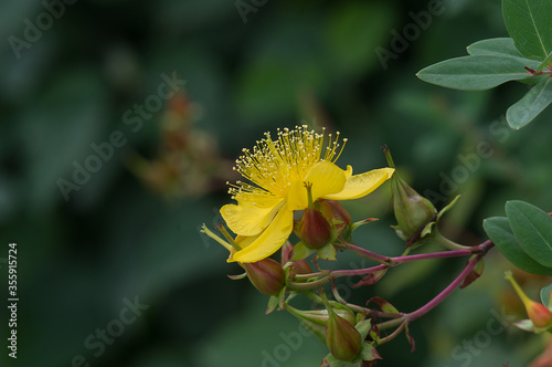 Beautiful yellow flower, with green leaves, on a dark blurry background. Hypericum hircinum photo