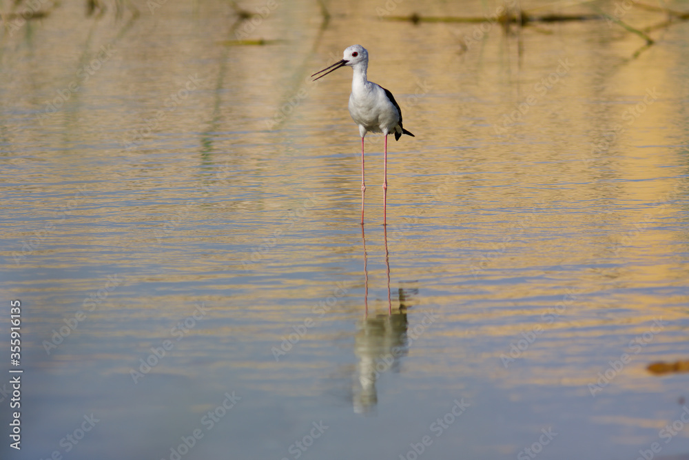 Black-winged stilt also common stilt in marsh waters. its warm tones. Black-winged stilt also common stilt in marsh waters. its warm tones.