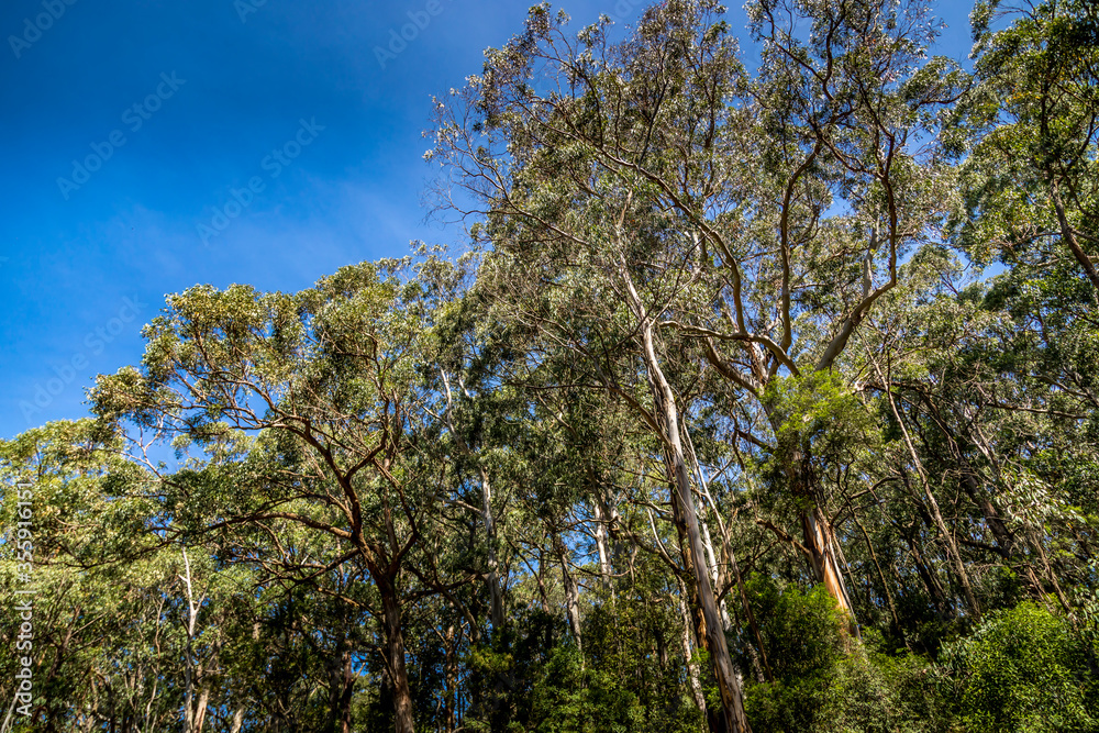 A rain forest along the Great Ocean Road in Australia. A rain forest along the Great Ocean Road in Australia.
