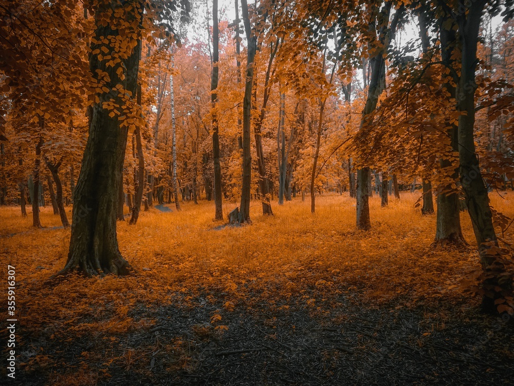 magical sunny forest in golden tones. colors of autumn