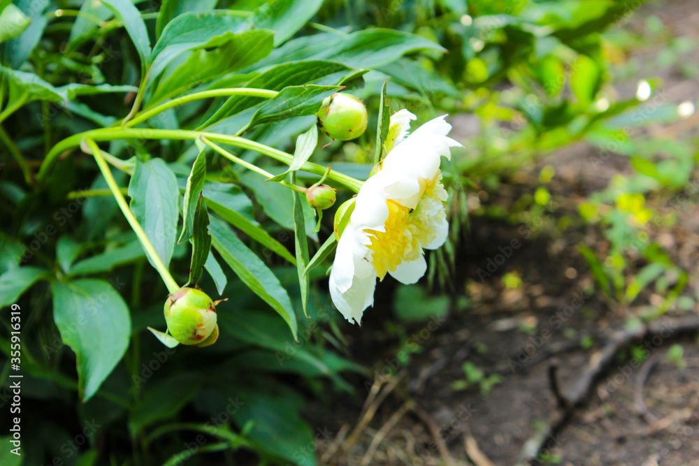 White peony blossoms in Mother’s garden in Ukraine White peony blossoms in Mother’s garden in Ukraine