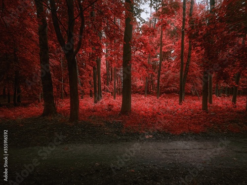 Mystery dark forest with road. Autumn forest in red tones. 