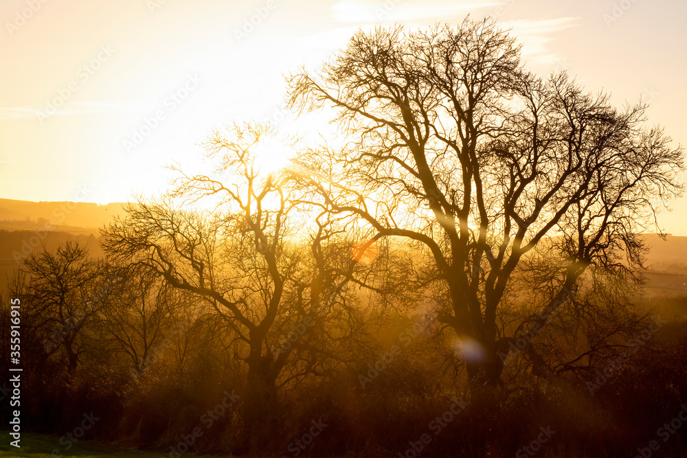 Foggy winter sunset with bare trees bright yellow background
