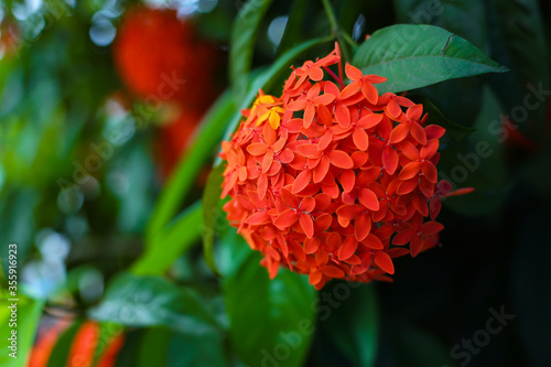 red and yellow flowers