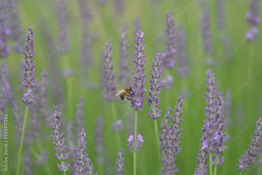 Naklejka premium Brin de lavande en provence