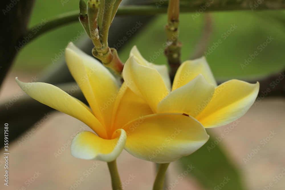 Obraz premium close up of yellow flower