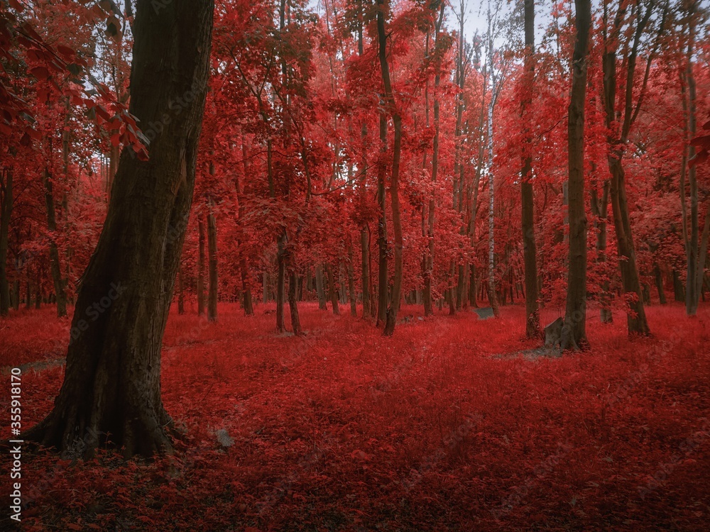 Mystery forest in red tones. Morning in a fantasy wood. 