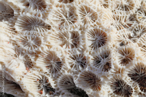 Coral texture macro photo. Ivory white coral structure closeup. Abstract macro background. Dead coral surface with structure elements for water filtration.
