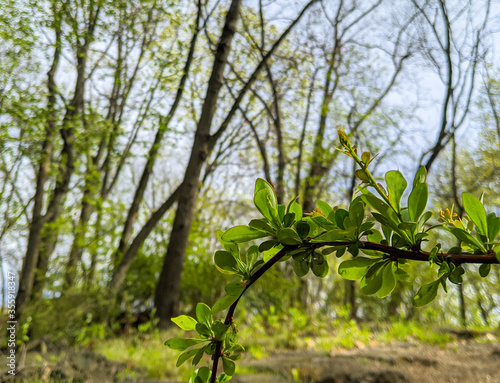 green leaves of blue sky