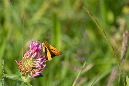  small orange butterfly brown bullhead butterfly sits on a blossom photo