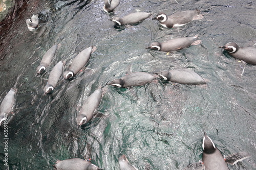 Penguins swimming in circles