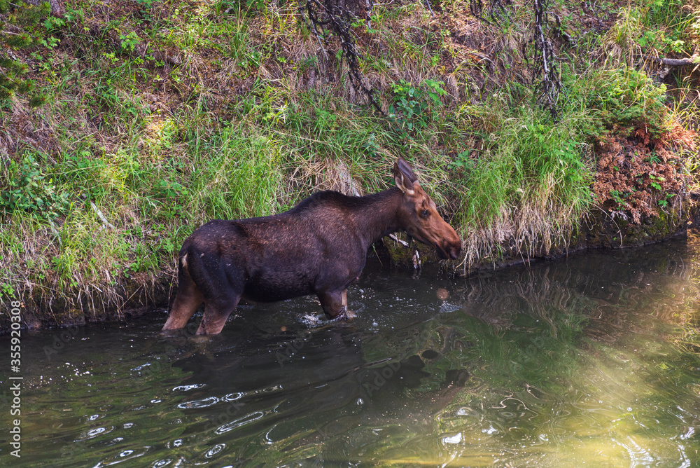 wild animal inside Maligne Lake waters, Alberta, Canada wild animal inside Maligne Lake waters, Alberta, Canada