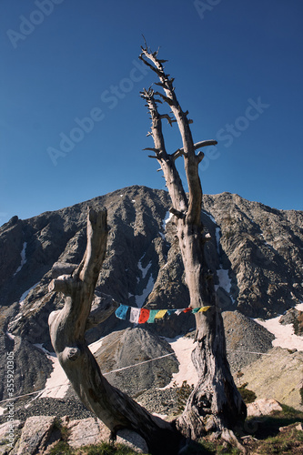 tree in the mountains