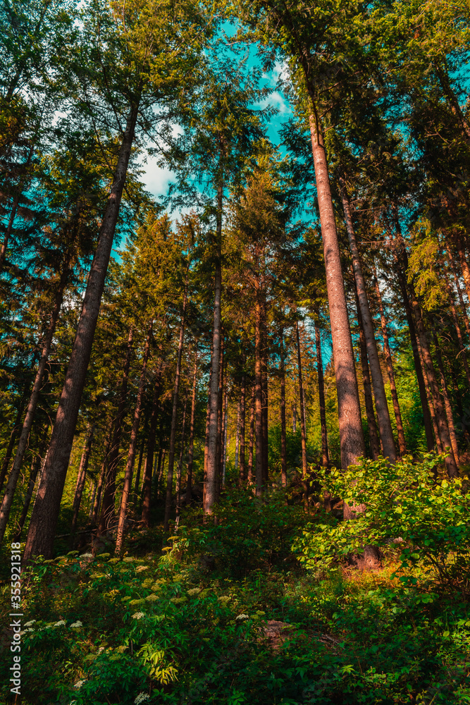 Fototapeta premium Trees of Germany's Black Forest (Schwarzwald)