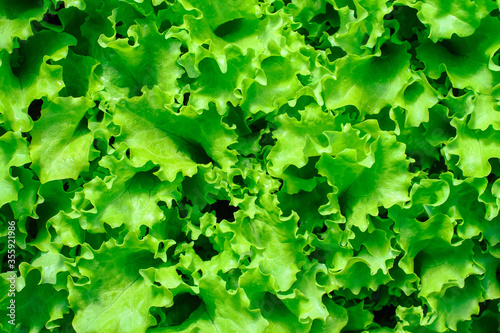 Growing organic vegetables. Top view of fresh lettuce leaves.