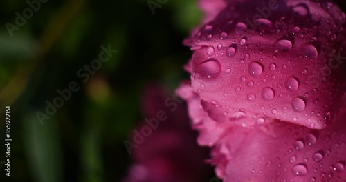 Pink petal with raindrops in front of a dark green backround with copyspace