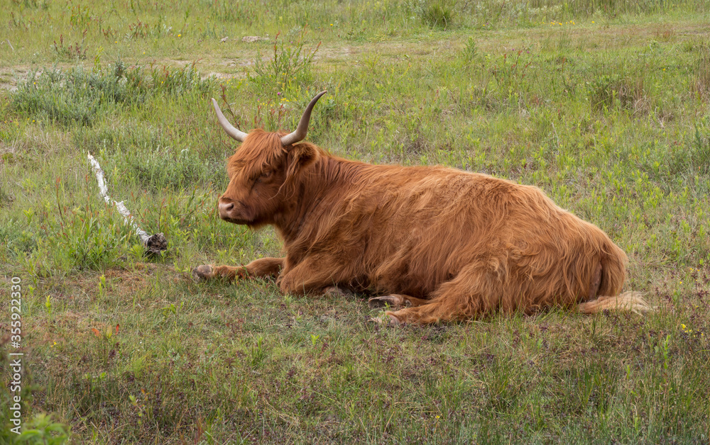 wild galloway animal in the wild dunes of netherlands wild galloway animal in the wild dunes of netherlands