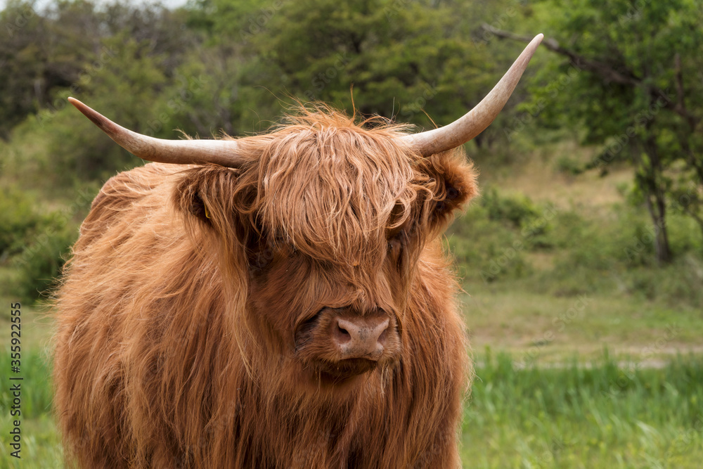wild galloway animal in the wild dunes of netherlands wild galloway animal in the wild dunes of netherlands