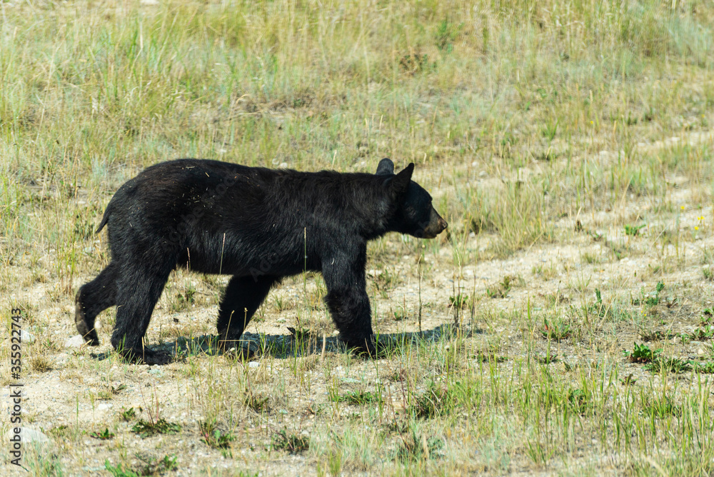 wild black bear in the area surrarounding Medicine lake wild black bear in the area surrarounding Medicine lake