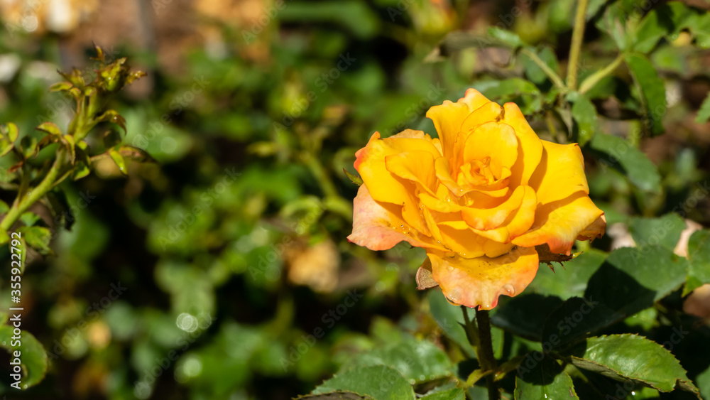 Beautiful yellow rose in the morning Beautiful yellow rose in the morning