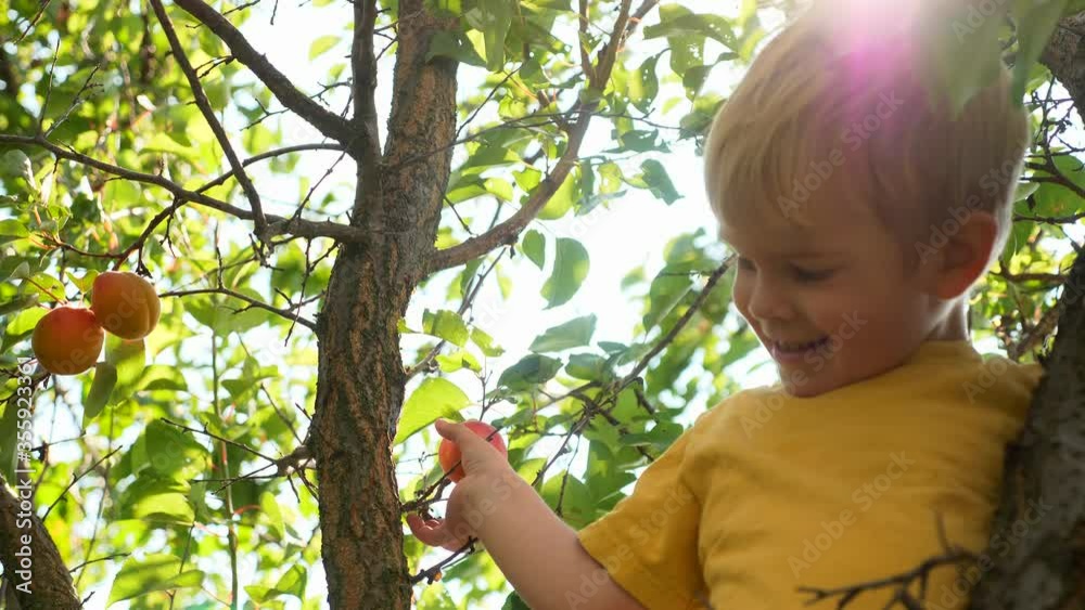 Boy Picks Apricot from Branch and Gives in Parents Hand. 2x Slow motion - 1/2 speed 60 fps Boy Picks Apricot from Branch and Gives in Parents Hand. 2x Slow motion - 1/2 speed 60 fps