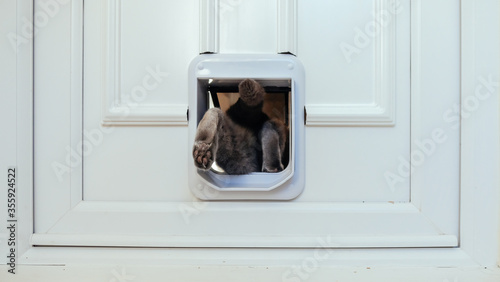 Foto Grey cat leaving the house through a cat flap