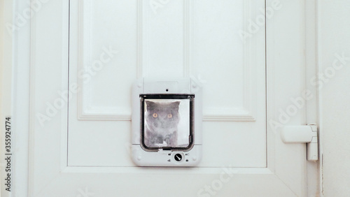 Foto Cat looking in through the cat flap in the door