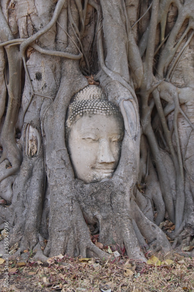 Tête de Bouddha dans des racines de banian à Ayutthaya, Thaïlande Tête de Bouddha dans des racines de banian à Ayutthaya, Thaïlande