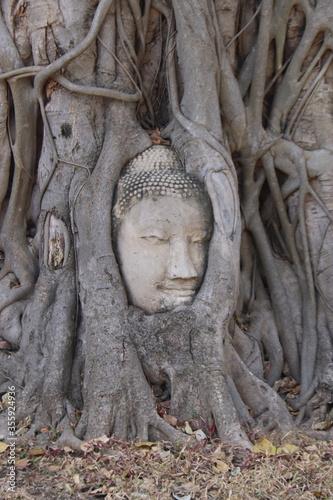 Tête de Bouddha dans des racines de banian à Ayutthaya, Thaïlande