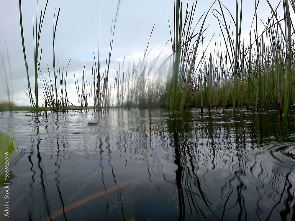  river on the background of reeds in rainy weather