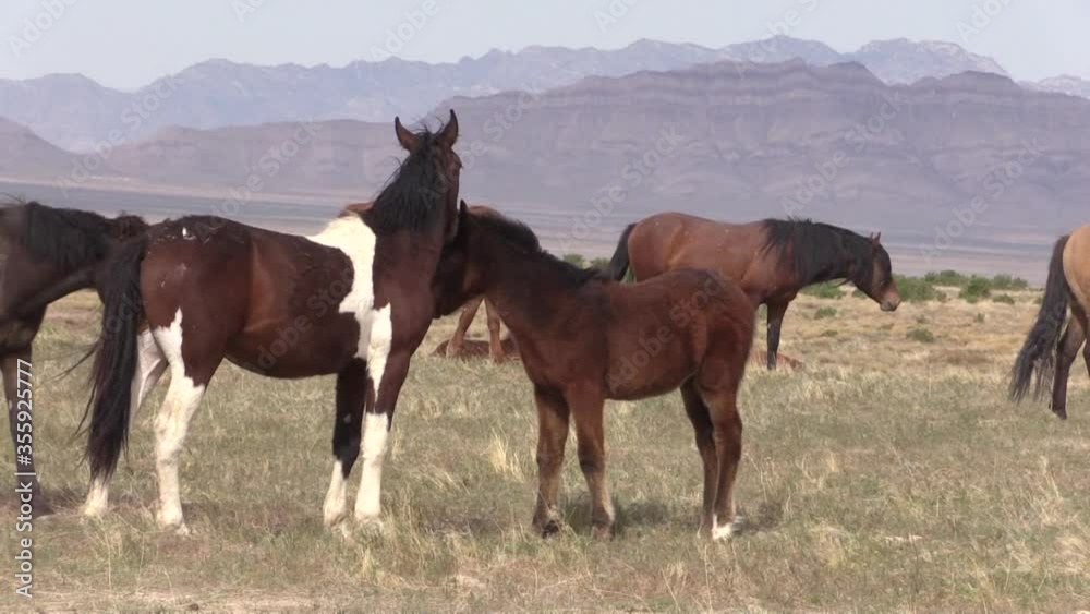 Wild Horses in Spring in the Utah Desert