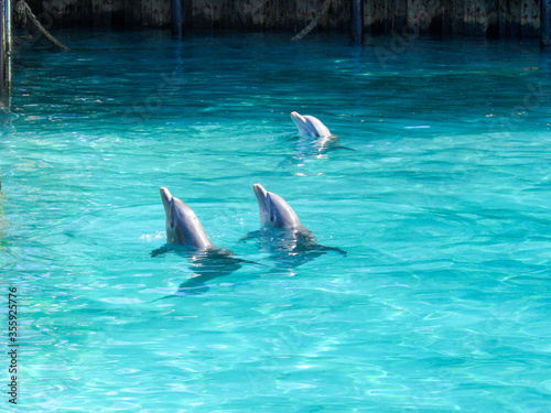 Three dolphins swimming liftig their heads out of the turquoise colored water.