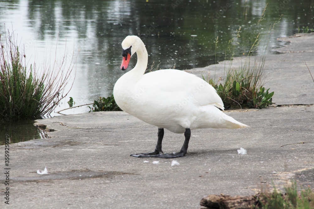 Obraz premium Cigno bianco