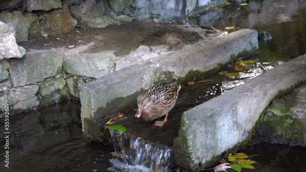 duck jumps into the water,slow motion duck jumps into the water duck jumps into the water,slow motion duck jumps into the water
