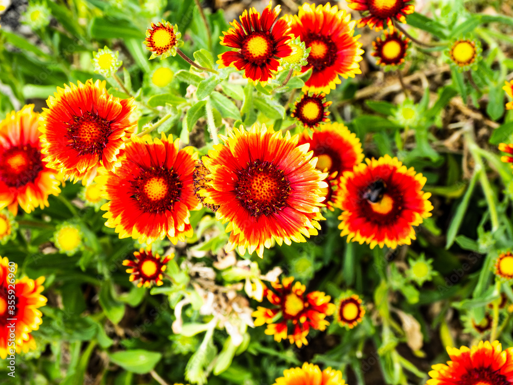 RED AND YELLOW FLOWER HEAD RED AND YELLOW FLOWER HEAD