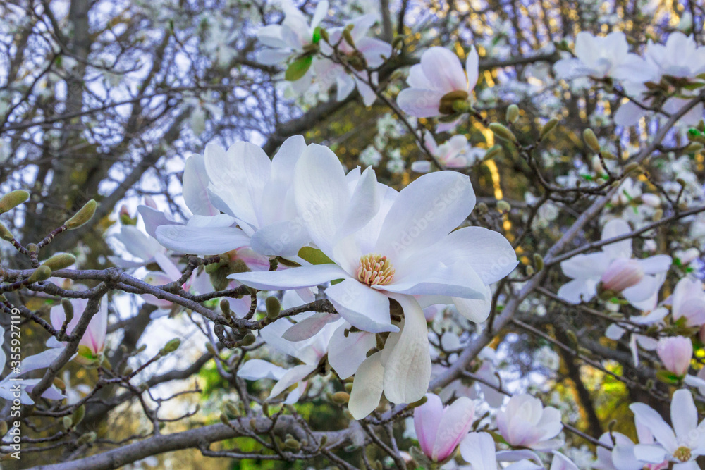 close up photography of oleander flower close up photography of oleander flower