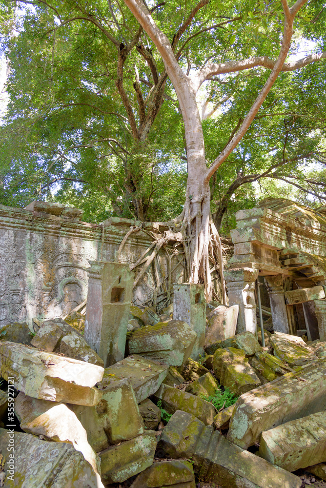 Huge Ficus Tree Roots Covering Walls at Ta Prohm Temple at Angkor Wat ...