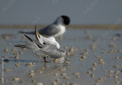 Saunders tern preening at Busaiteen coast, Bahrain photo