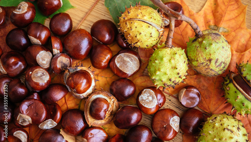 A collection of fresh horse chestnuts